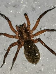 Liocranidae