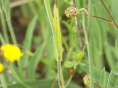 Pilosella densiflora