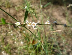 Polygonum arenarium