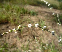 Polygonum arenarium