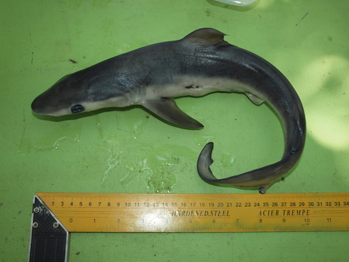 Silky Shark