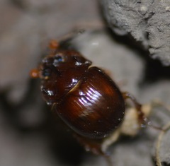 Odonteus