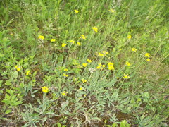 Pilosella densiflora