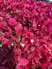 Bougainvillea