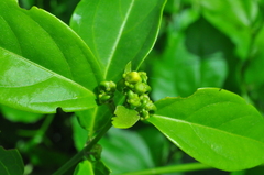 Callaeum psilophyllum