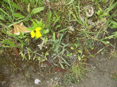 Pilosella densiflora