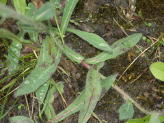 Pilosella densiflora
