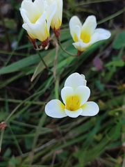 Sparaxis grandiflora