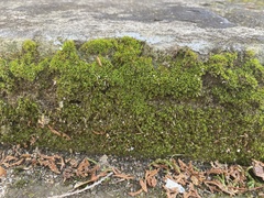 Bryophyta
