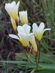 Sparaxis grandiflora