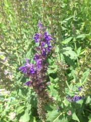 Salvia