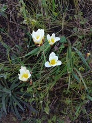 Sparaxis grandiflora