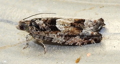 Pseudexentera hodsoni
