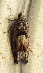 Pseudexentera hodsoni