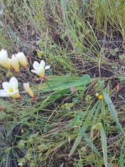 Sparaxis grandiflora
