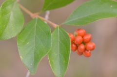 Citharexylum berlandieri