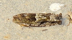 Pseudexentera haracana