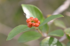Citharexylum berlandieri