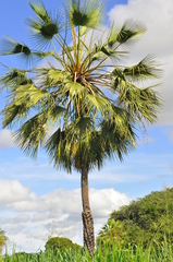 Copernicia prunifera