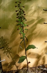 Epipactis purpurata