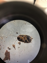 Loboptera