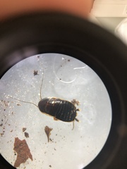 Loboptera