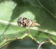 Tebenna gnaphaliella