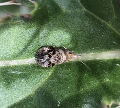 Tebenna gnaphaliella