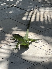 Iguana iguana