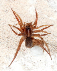 Varacosa