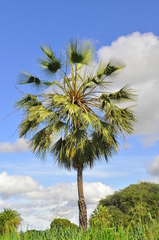 Copernicia prunifera