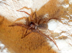 Varacosa
