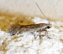 Filatima