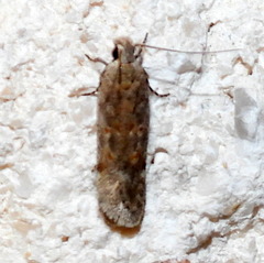 Filatima