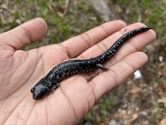 Plethodon sequoyah