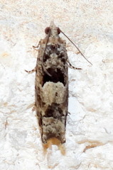 Pseudexentera hodsoni