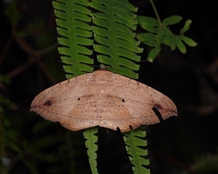 Hulodes donata