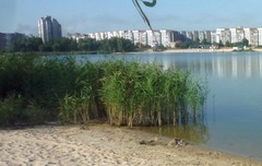 Phragmites australis altissimus