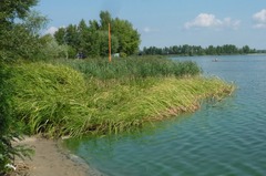 Phragmites australis altissimus