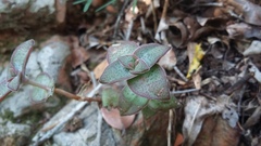 Crassula perforata perforata