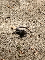 Ctenosaura oedirhina