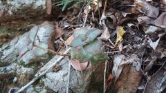 Crassula perforata perforata