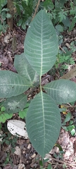 Palicourea guianensis
