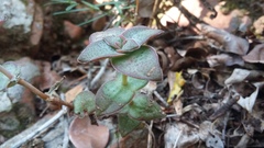 Crassula perforata perforata