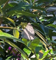 Pseudolycaena marsyas