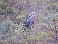 Geranoaetus melanoleucus australis