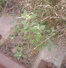Euphorbia davidii