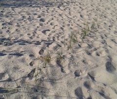 Carex colchica