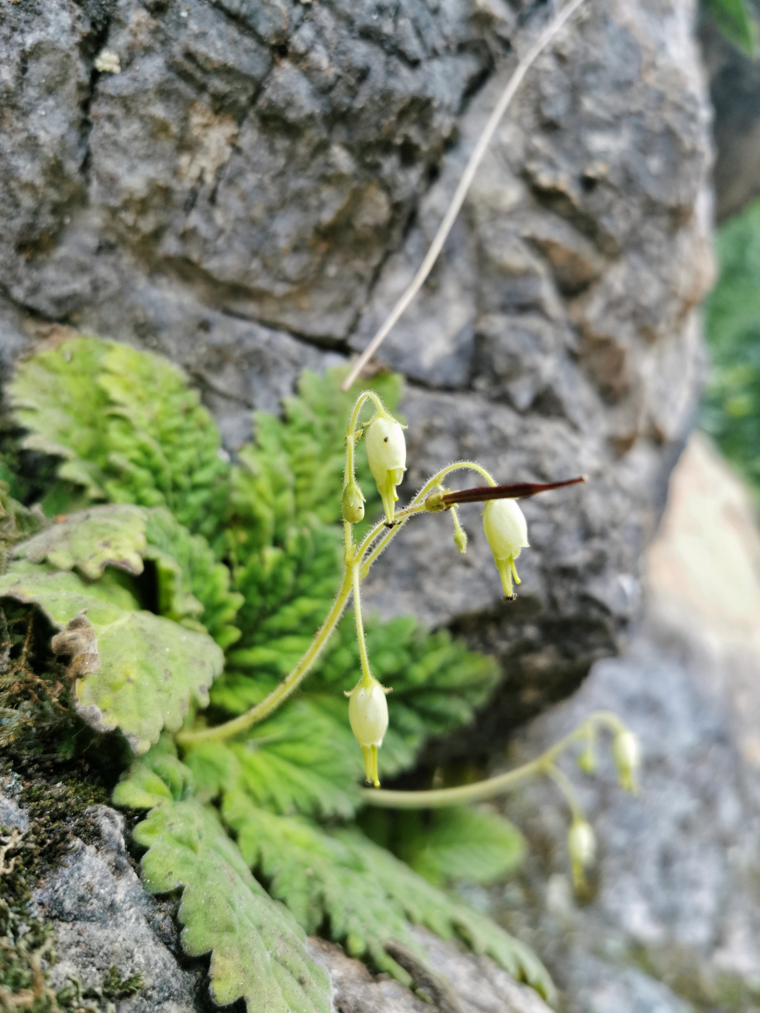 Oreocharis craibii