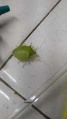 Chlorocoris distinctus